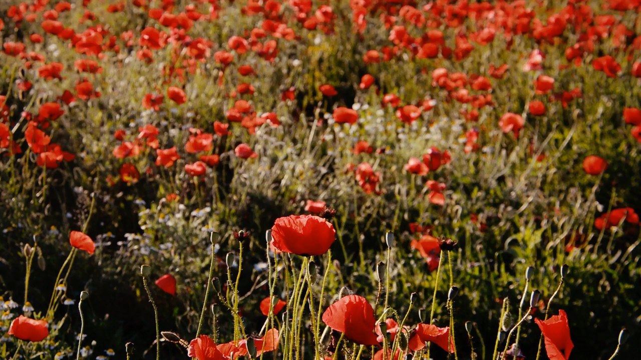 coquelicots 1