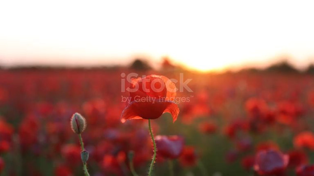 coquelicots 4
