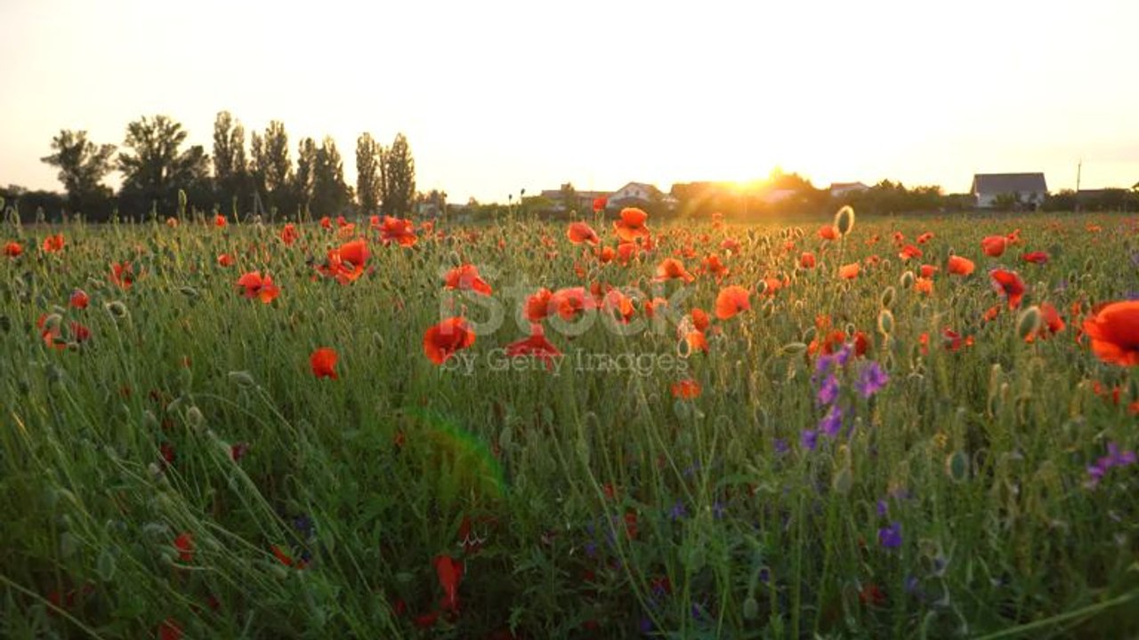 coquelicots 5