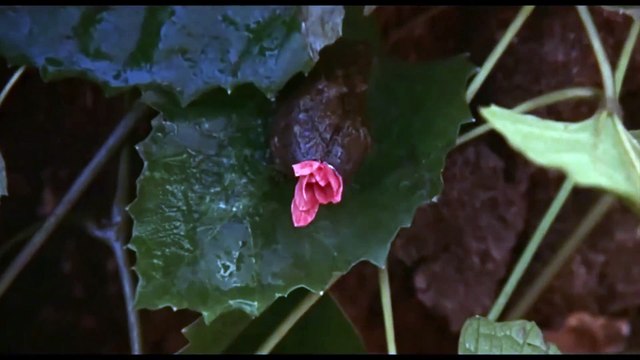 Terrore dallo spazio profondo | movie | 1978 | Official Trailer