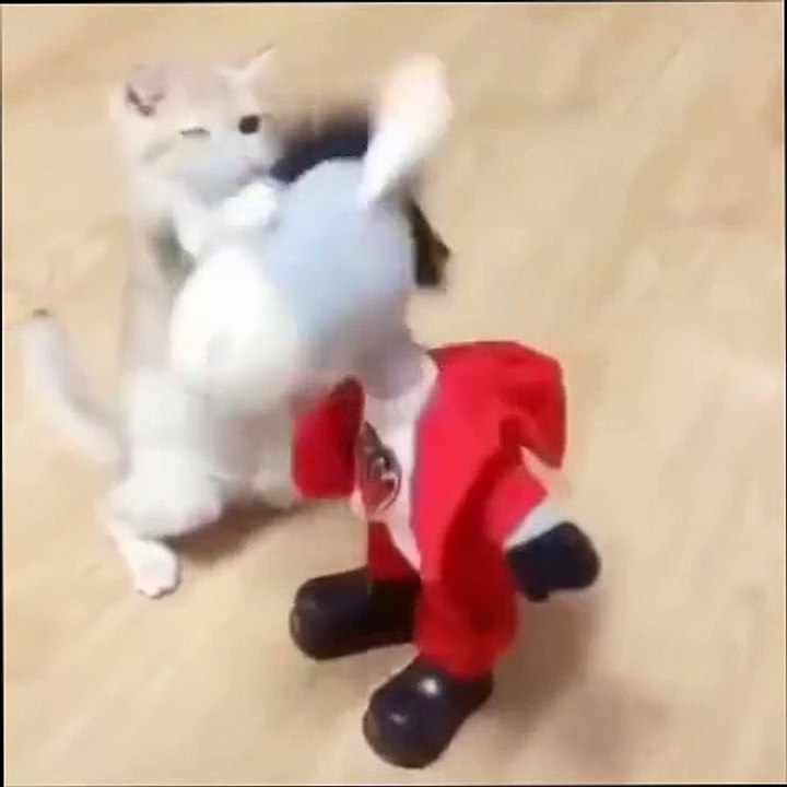 "CATS JUST WANT TO HAVE FUN: You Won't Believe What These Adorable Felines Get Up To!"