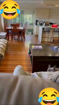 Funny Animal videos #funnyanimalvideos #funnypetvideos #animalvideos #funnyvideos #funnyanimals #funnyclips