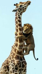 Giraffe Fends Off Life Tvhreatening Lion Attack_ __1747593116326
