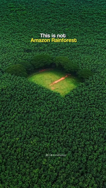 Amazon cricket