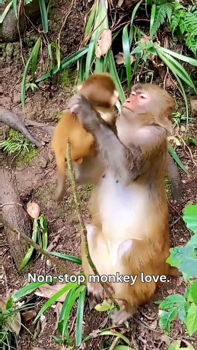Mama Monkey On Duty
