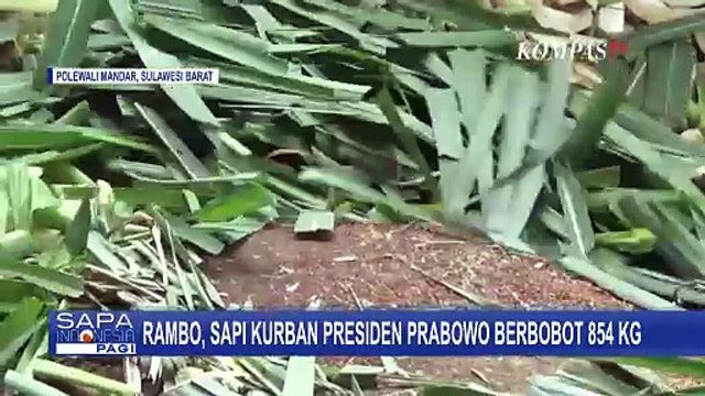 Rambo, Sapi Kurban Milik Presiden Prabowo Seharga Rp100 Juta
