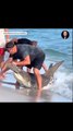 El valiente gesto de un hombre que libera a un tiburón martillo herido