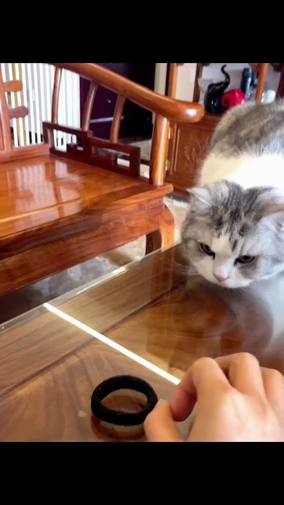 Funny cat