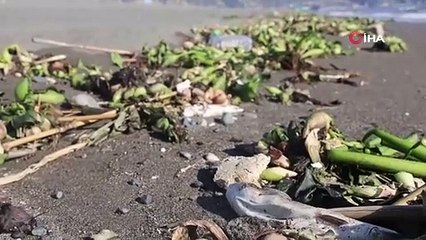 Hatay sahilleri ölü balıklarla kaplandı! İşte, sebebi