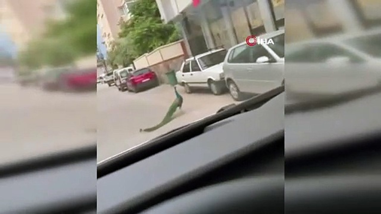 Yol ortasında gezen tavus kuşu sürücüleri şaşırttı
