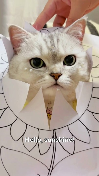 A Little Ray of Feline Sunshine Peeking through Paper Petals