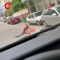 Sokak ortasında gezen tavus kuşu sürücülere ilginç anlar yaşattı