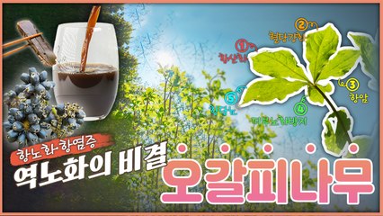 산이 주는 보물, 우리 임산물 숲푸드 – 4편 오갈피나무 / YTN