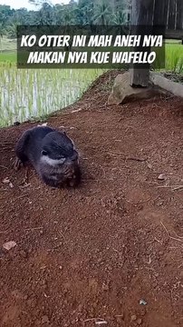 otter makan kue waferr ges #otter #otters #nature #animals #zoo