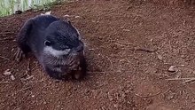 otter makan kue waferr ges #otter #otters #nature #animals #zoo