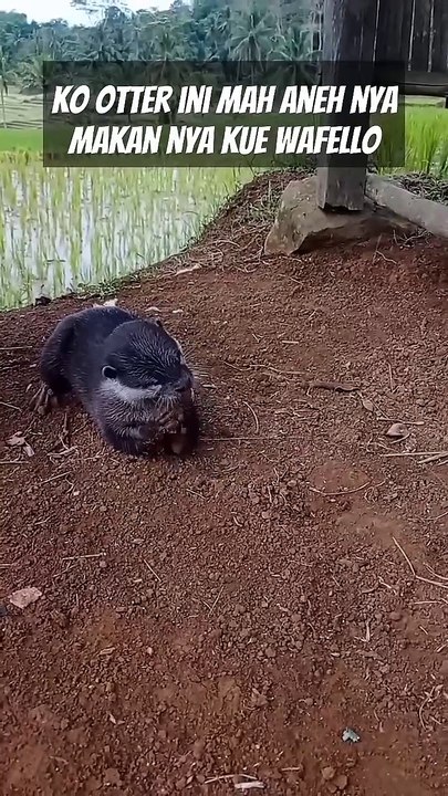 otter makan kue waferr ges #otter #otters #nature #animals #zoo