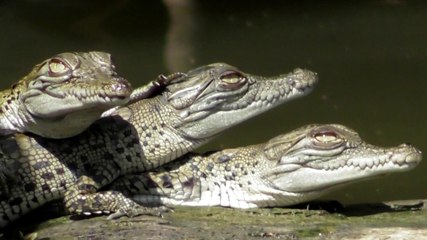 Bruce Belcher's Daintree Crocodile Cruises