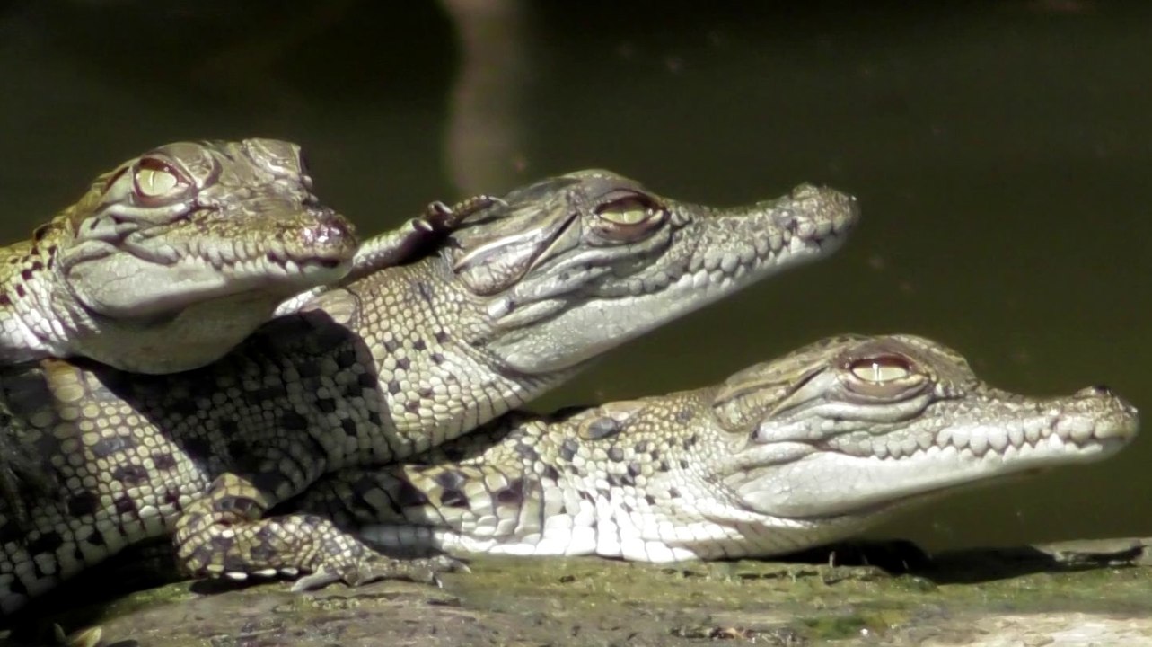 Bruce Belcher's Daintree Crocodile Cruises