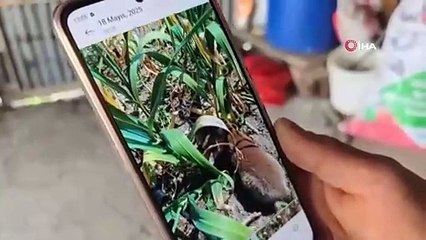 Bahçe sahibi ile tilki arasında ilginç diyalog: Kanun namına teslim ol!