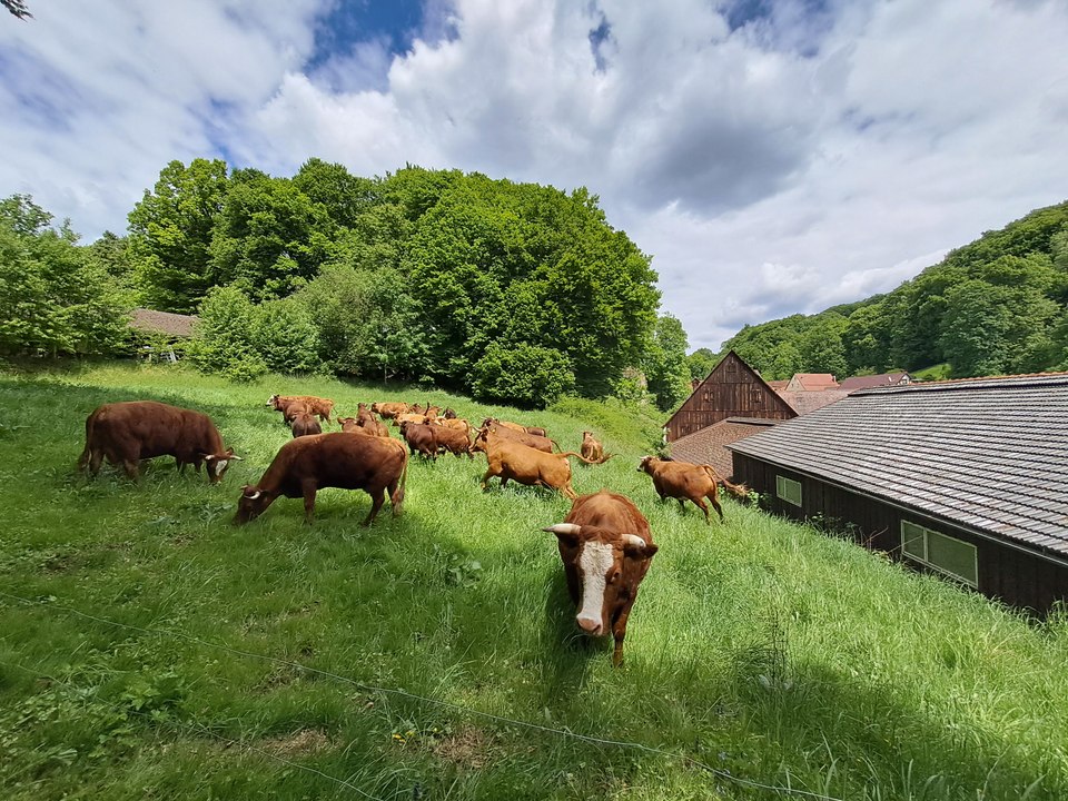 Weideauftrieb