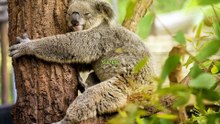 Where Have All the Koalas Gone? 10 Facts Revealed!