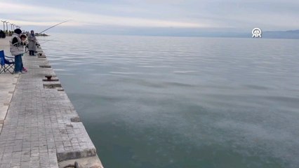 Sinop'ta denizanası varlığı artıyor