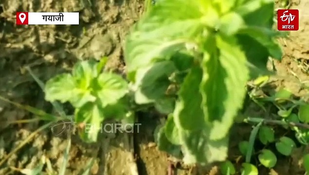 आप अगर इस 'हरे सोने' की खेती करेंगे तो बनेंगे मालामाल, गेहूं से तीन गुना होगी कमाई