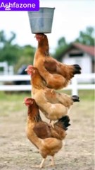 Hens in Action