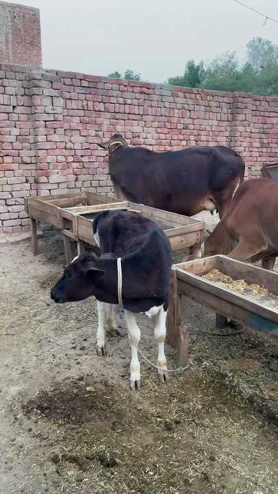 #multani #multansultan