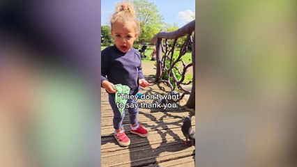 'Why don't pigeons say thankyou?' Polite tot feeds birds