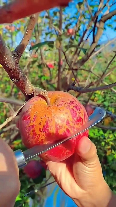 You Won't Believe What's Inside This Apple! 🍎😲 #FruitHack