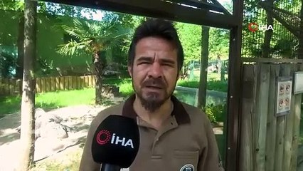 Gören maket sanıyor! Tam 235 kilo