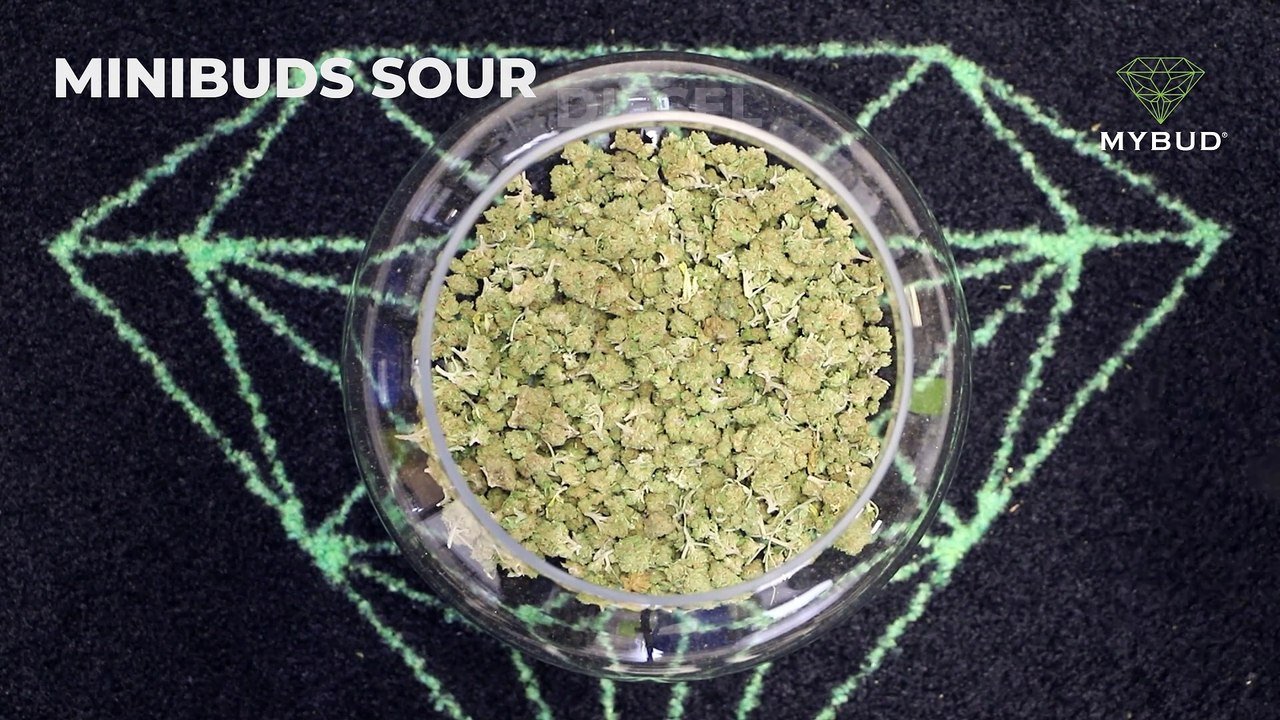 Minibuds Sour Diesel - Petites Fleurs de Chanvre Âcres