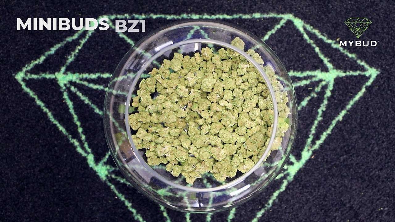 Minibuds BZ1 - Petites Fleurs pas Chères