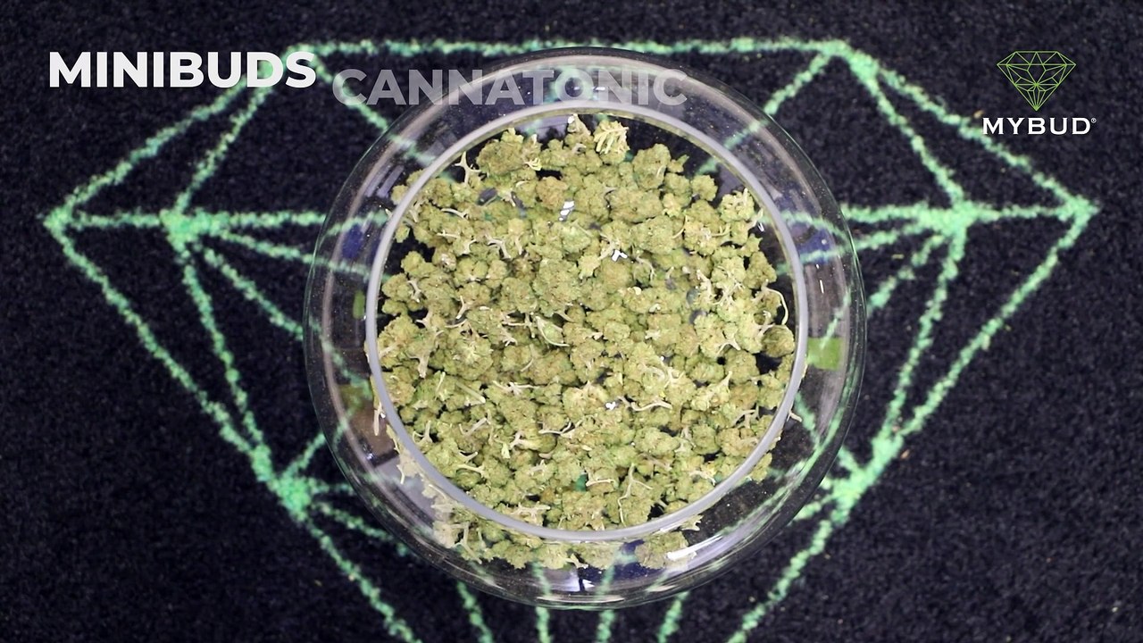 Minibuds Cannatonic - Petites Fleurs de Chanvre Originales