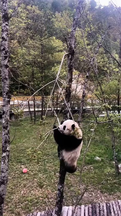 The daily life of pandas 🐼(103)   #Panda #Lovely