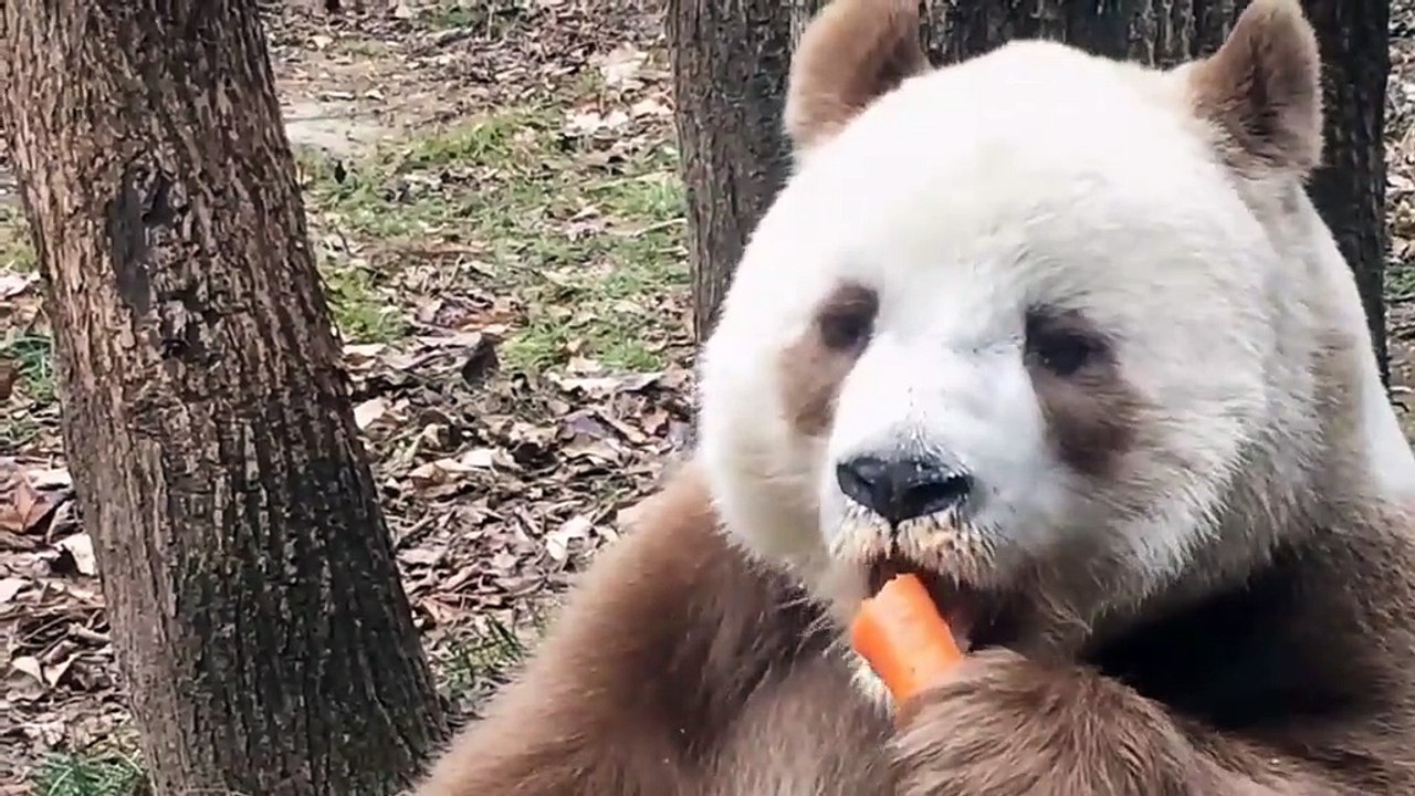 The daily life of pandas 🐼(104)   #Panda #Lovely