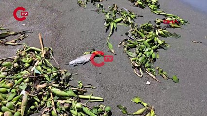 Asi Nehri’nde ölen balıklar sürüklendikleri Akdeniz'de sahile vurdu
