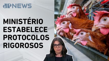 Mariana Grilli: Governo intensifica medidas de prevenção para conter gripe aviária