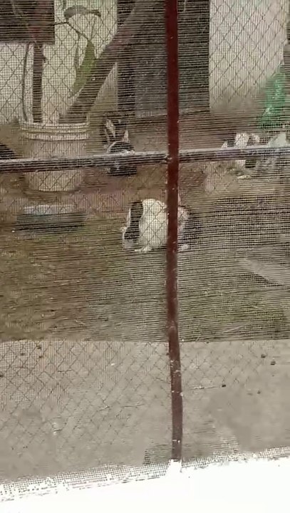 Rabbits Cage