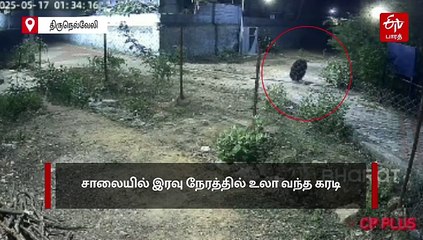 யாராவது இருக்கீங்களா? சாலையில் ஹாயாக உலா வந்த கரடி!