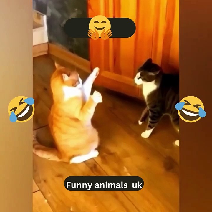 Funniest Cats and Dogs Funny Animal Videos #4
