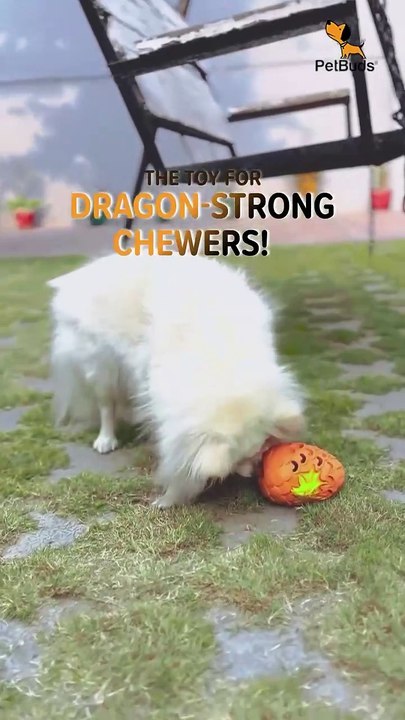 Our Dragon Egg Toy