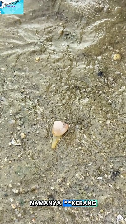 🎬Kerang Ini Bisa Jalan?! Bukan Diam Doang!