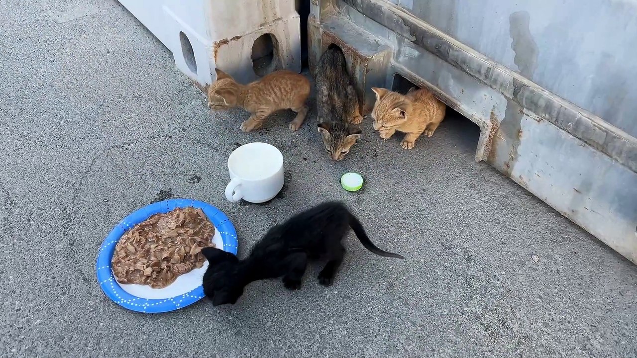 Adorable cuddly kittens saved by Royal Navy sailors after being stuck under shipping container
