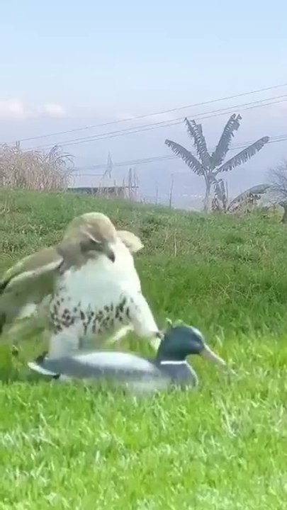 The_confusing_behavior_of_Eagle.(360p)