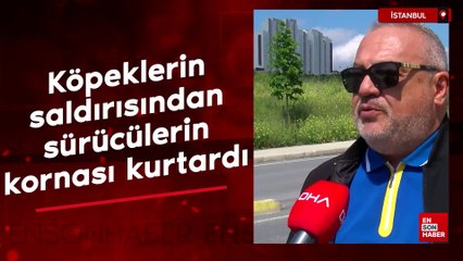 Avcılar'da köpeklerin saldırısından sürücülerin kornası sayesinde kurtuldu