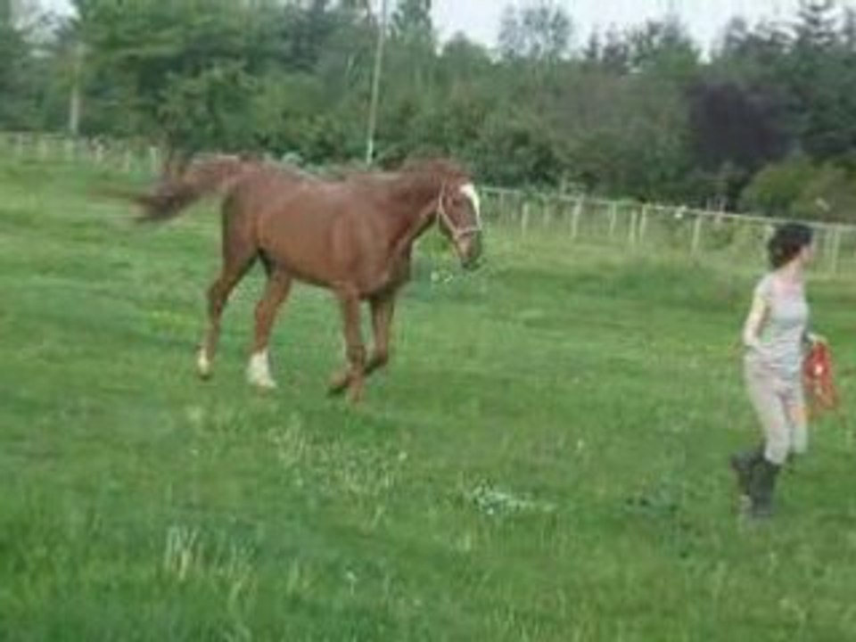 célio sui-moi au pas et au trot