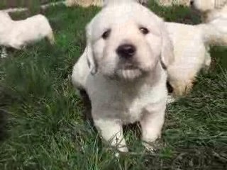 BISCOTTE chiots mars 2008 (2)