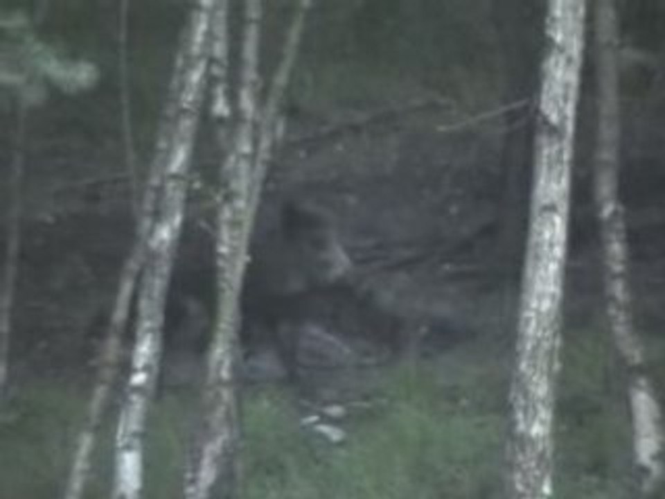 La biche et le sanglier 15 jours plus tard.